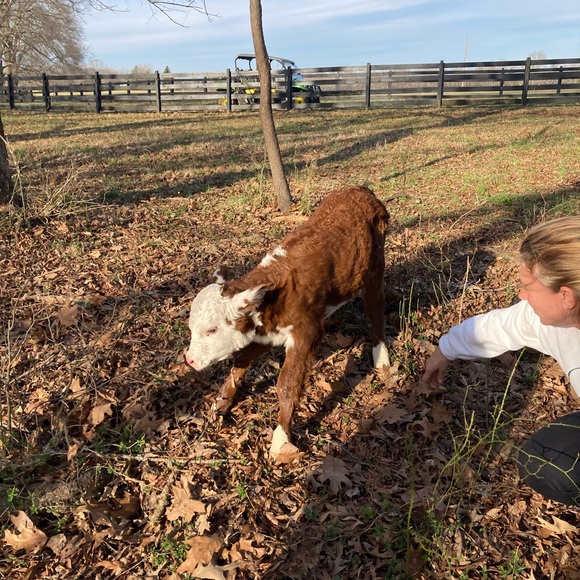 The cows - Picture 3 of 10